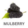 Mulberry