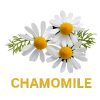 Chamomile